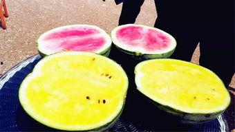 长垣县今日吃瓜爆料,吃瓜爆料，揭秘幕后真相